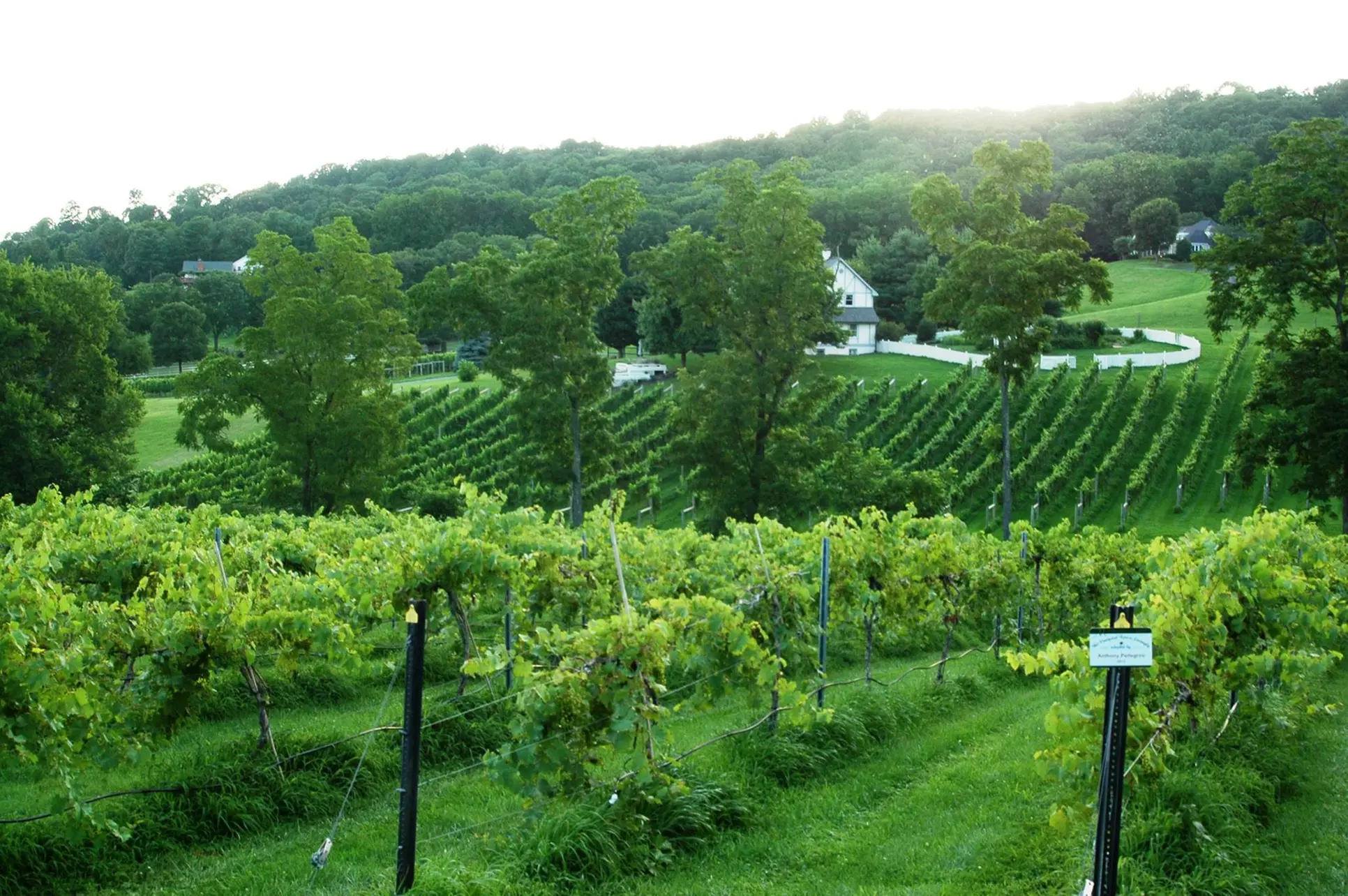 Full day Premier Wine Tour Experience for Two, Four or Six at Vino Virginia (Up to 20% Off) - Second Medium