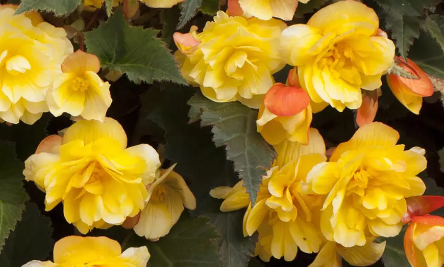 Image 4: Two Preplanted Begonia 'Apricot Fiery Shades' Hanging Baskets
