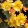 Image 4: Two Preplanted Begonia 'Apricot Fiery Shades' Hanging Baskets