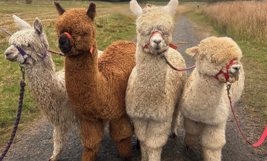 Image 1: Discover a Private Alpaca Farm Experience for a Family of 4, 5, or 6