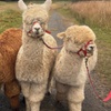 Image 1: Discover a Private Alpaca Farm Experience for a Family of 4, 5, or 6