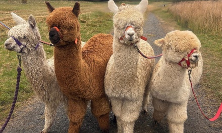 Private Alpaca Farm Experience For Family Of Four - Alpacas Of Scotland