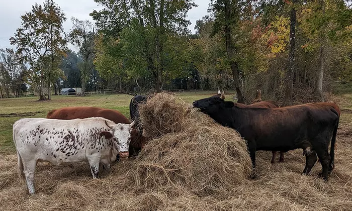 Visit Rooterville Animal Sanctuary: General Admission for One, Two, or Four People (Up to 40% Off) - Second Medium