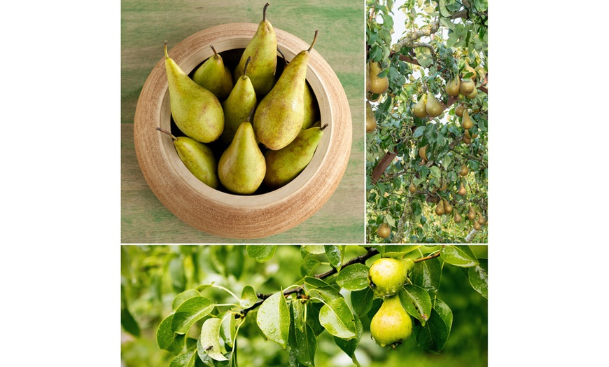 Image 3: Ensemble de 3 arbres fruitiers