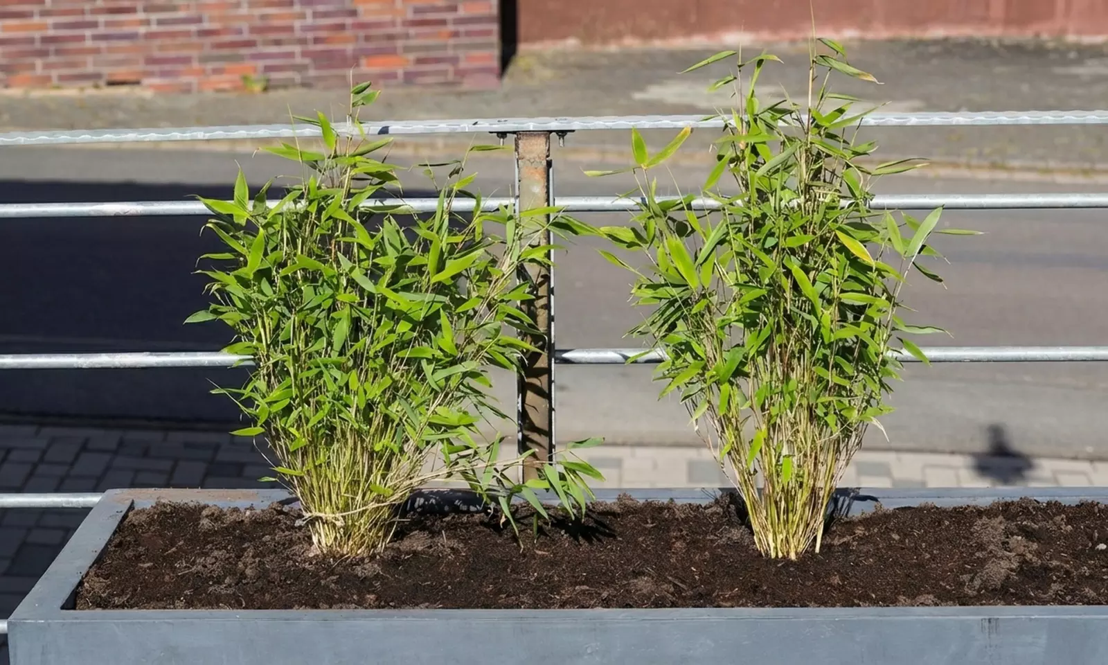 Set de 3 ou 6 bambous "Fargesia Rufa"