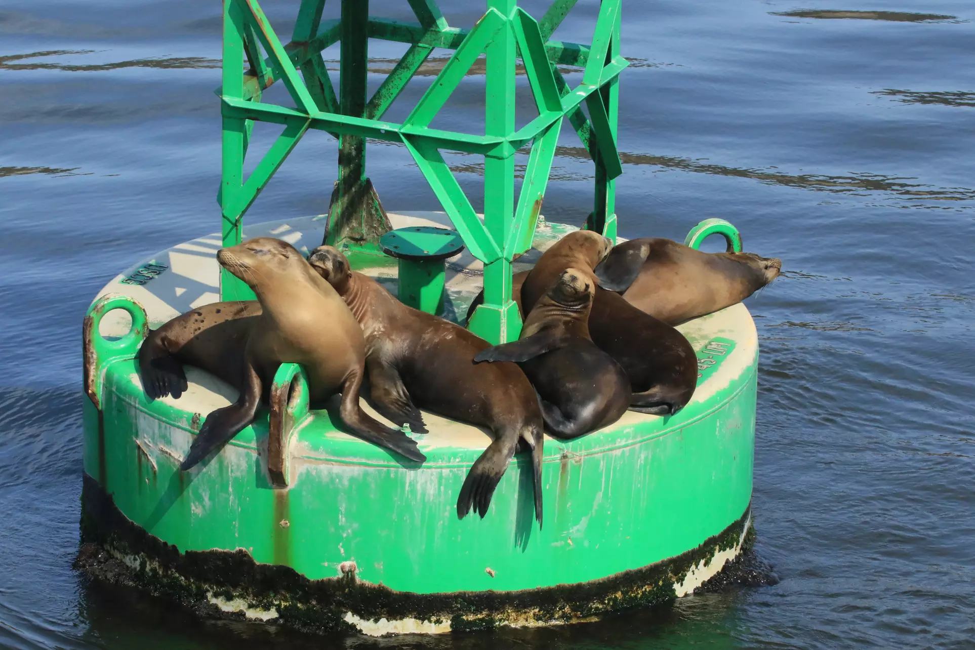 Luxury San Diego Whale Watching Tour