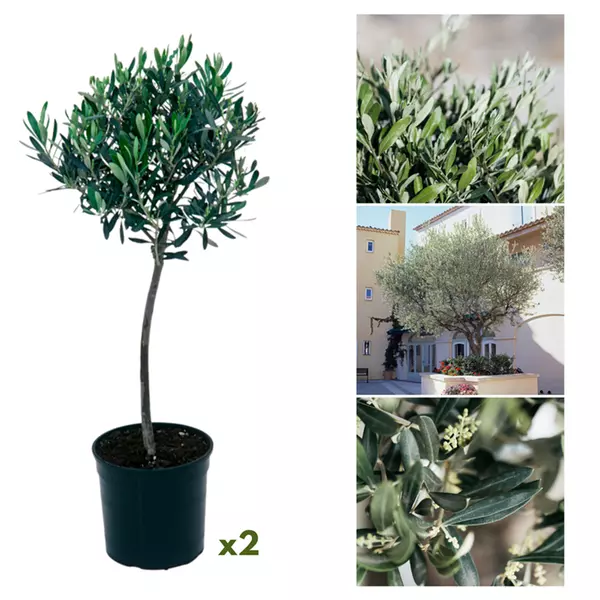sansevieria skyline Sansevieria cylindrica 'Skyline' D7 – Secret Garden Plant Shop main image 0