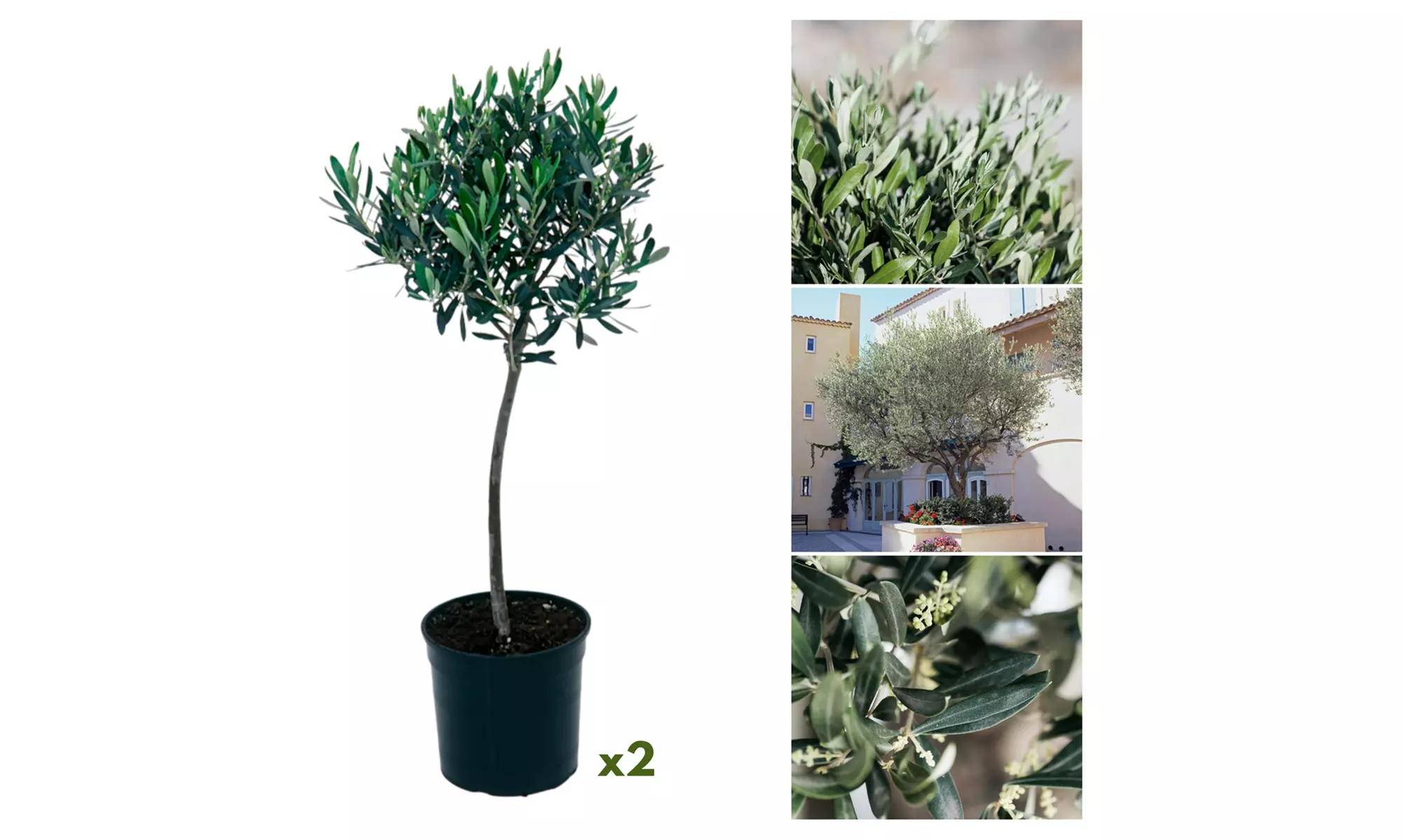 1x oder 2x winterharter Olivenbaum XXL - Second Medium