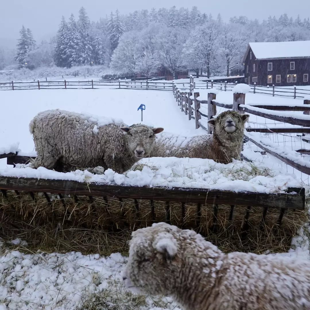Experience Billings Farm And Museum's History Museum