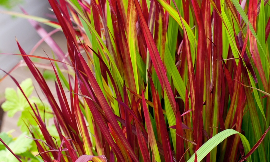 Image 6: Set de 4 ou 8 graminées ornementales "Red Baron" de Gardenzo
