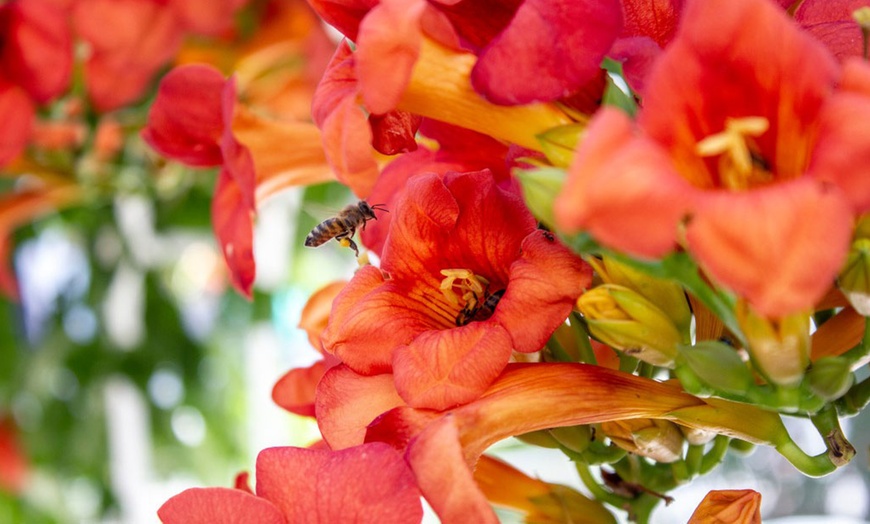 Image 1: One or Two Campsis Trumpet Fire Plants