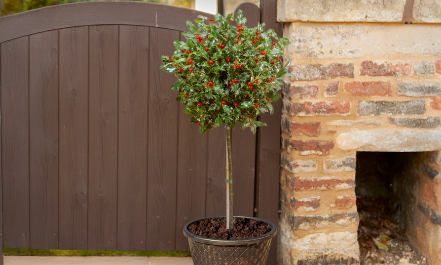 Image 1: Holly Ilex x meserveae 'Blue Maid' Standard Plant