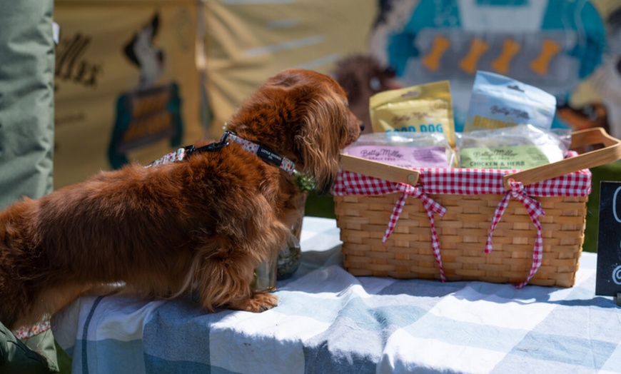 Image 11: DogFest 2025 | Your Favorite Dog-Friendly Festival 