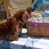 Image 11: DogFest 2025 | Your Favorite Dog-Friendly Festival 