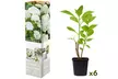 Ensemble de 3 ou 6 plants d'hortensias colorés - Second Medium