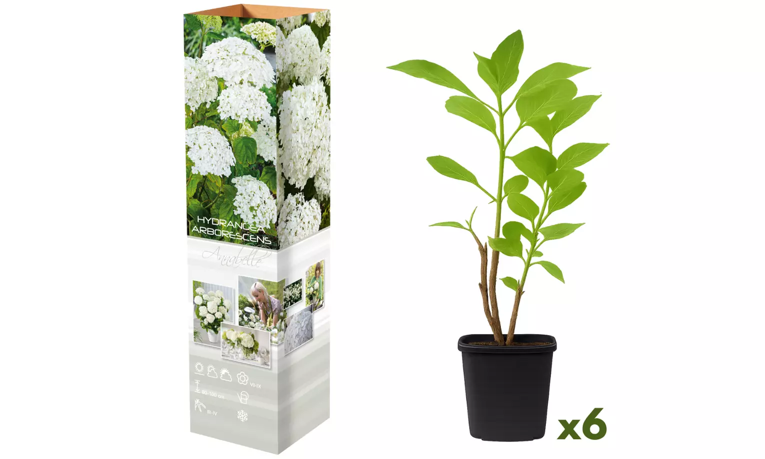 Plants d'hortensias colorés