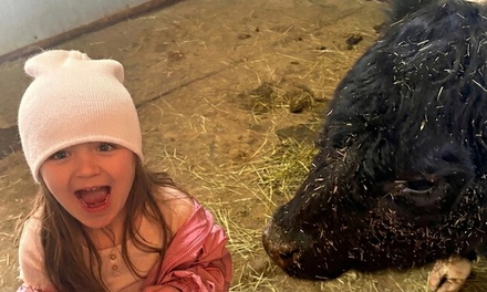 Private cow cuddling session for up to 4 people (kids and adults!) - Summit Reins LLC - Littleton,	CO