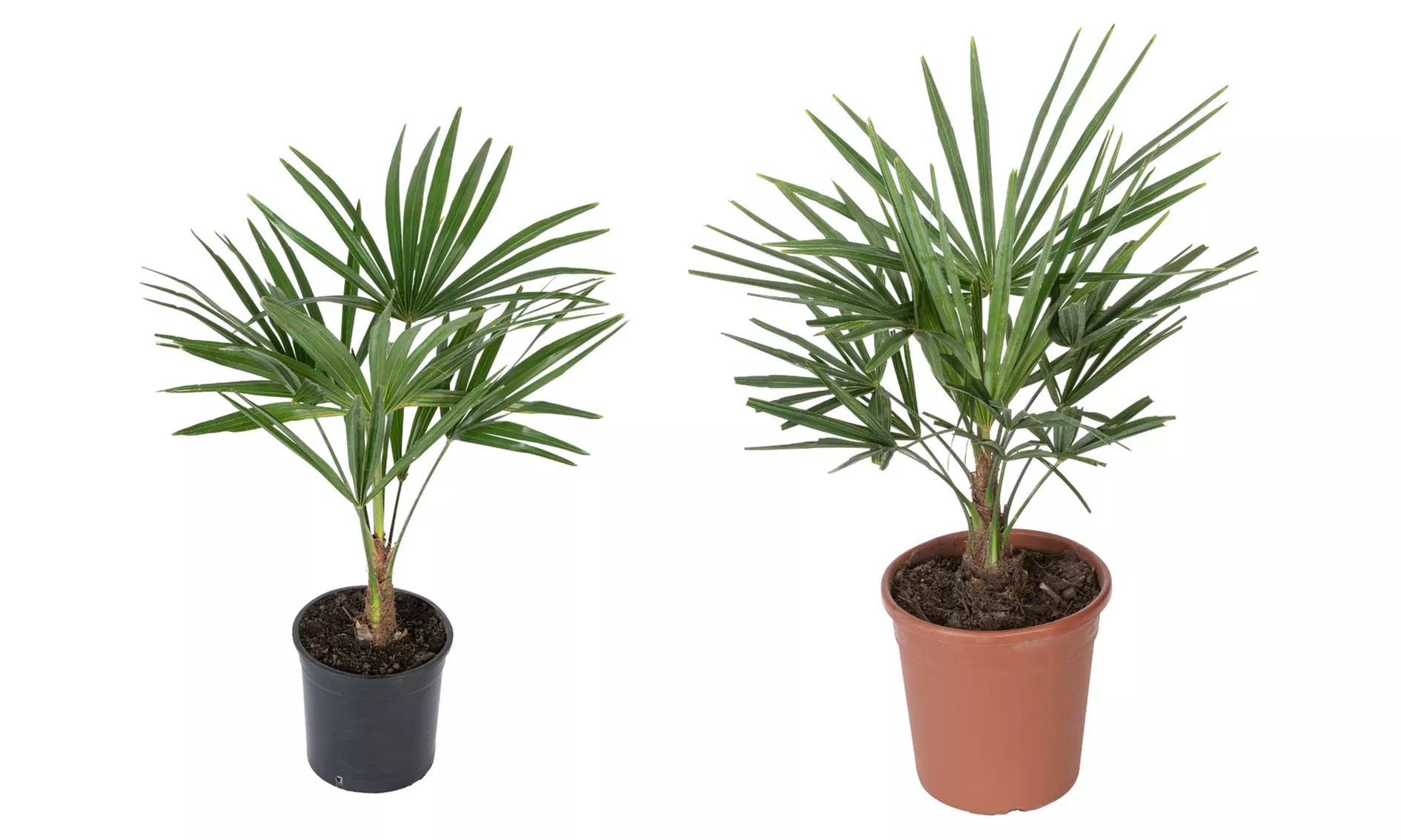 1 o 2 piante di Trachycarpus Fortunei