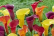 Calla Lily 'Carnival' or 'Romance Blend' 9 or 18 Bulbs - Image 3