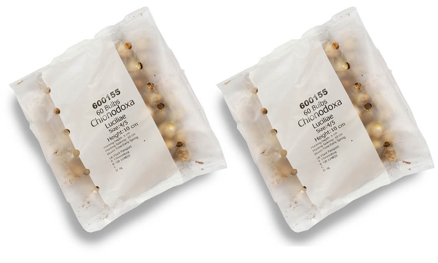 Image 7: Chionodoxa Lucilaea 'Glory of the Snow' Spring Flowering Bulbs