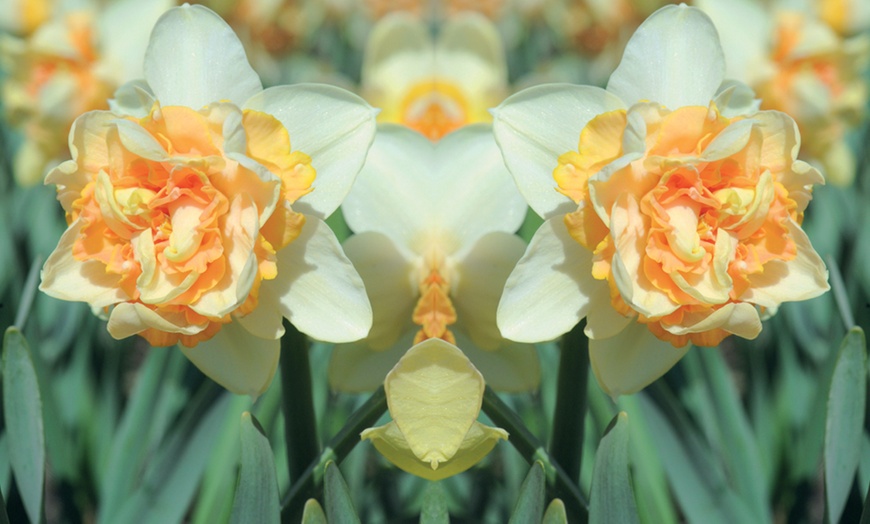 Image 2: 10 or 20 Daffodil 'Peach Cobbler' Narcissus Hardy Bulbs 