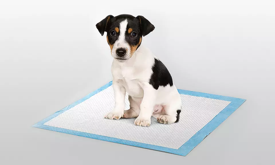 Puppy Training Pads (100-Pack) Groupon Goods