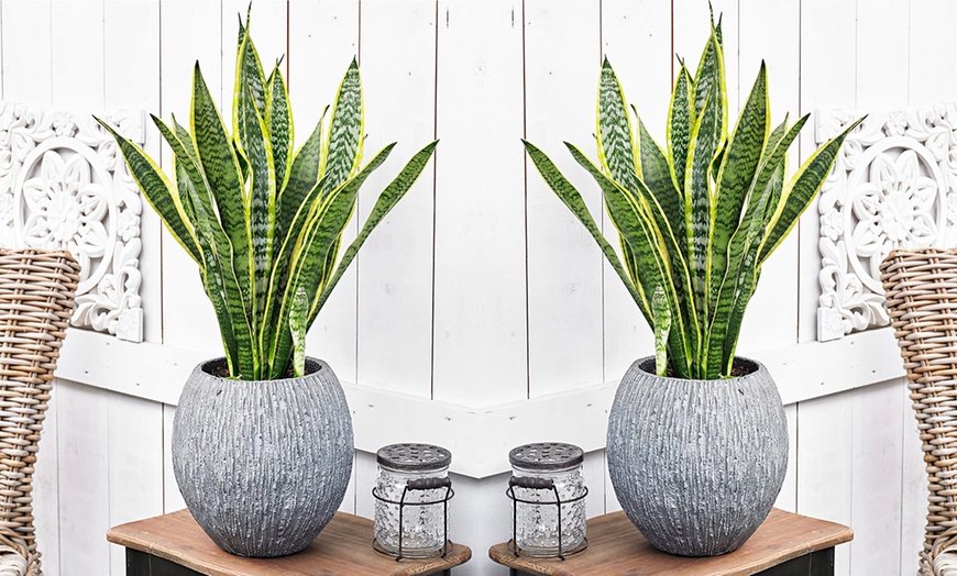 Image 1: 2x oder 4x Bogenhanf "Sansevieria"