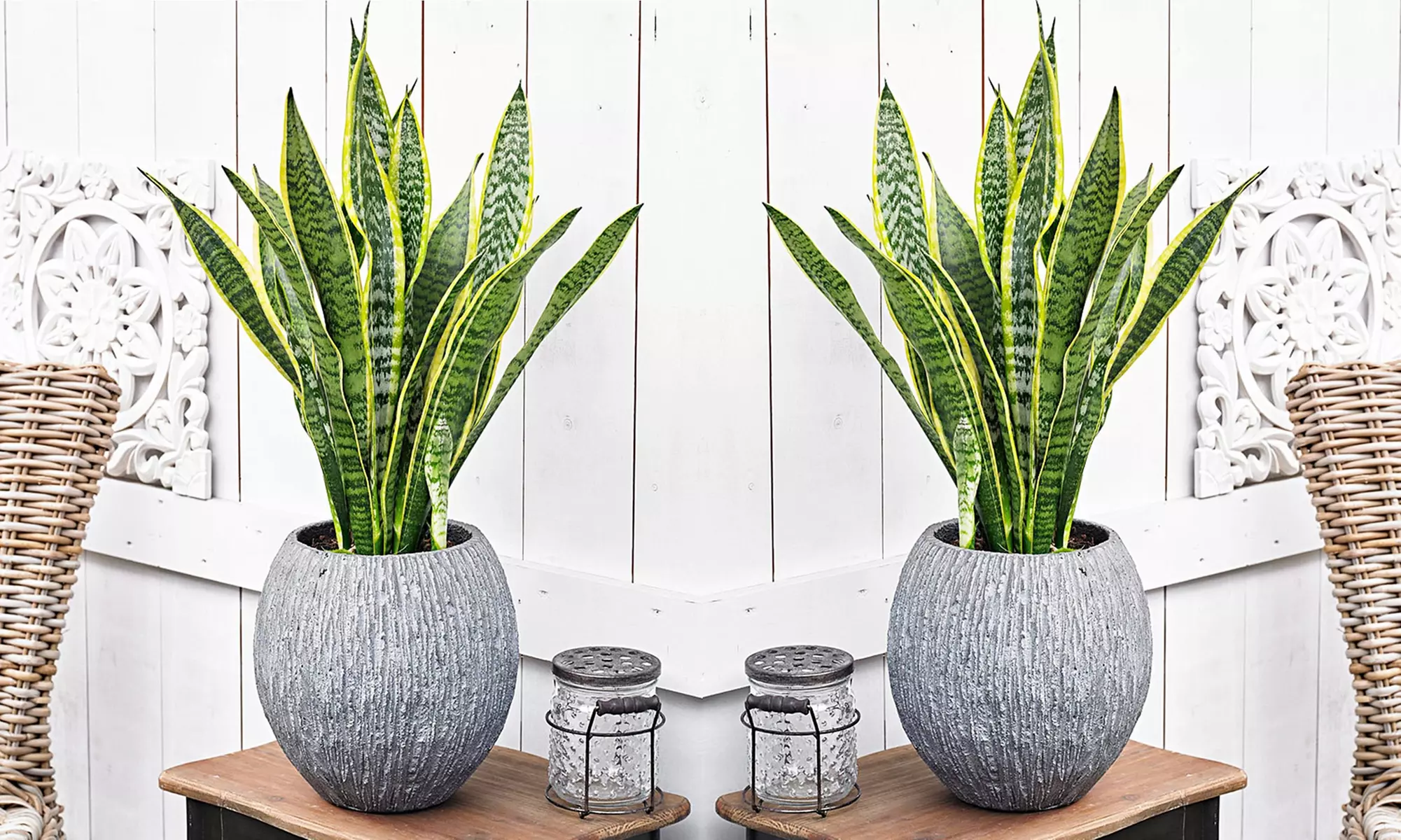 2x oder 4x Bogenhanf "Sansevieria"