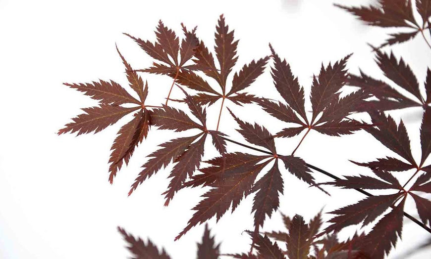 Image 6: 1 ou 2 érables du Japon ''Acer Black Lace''