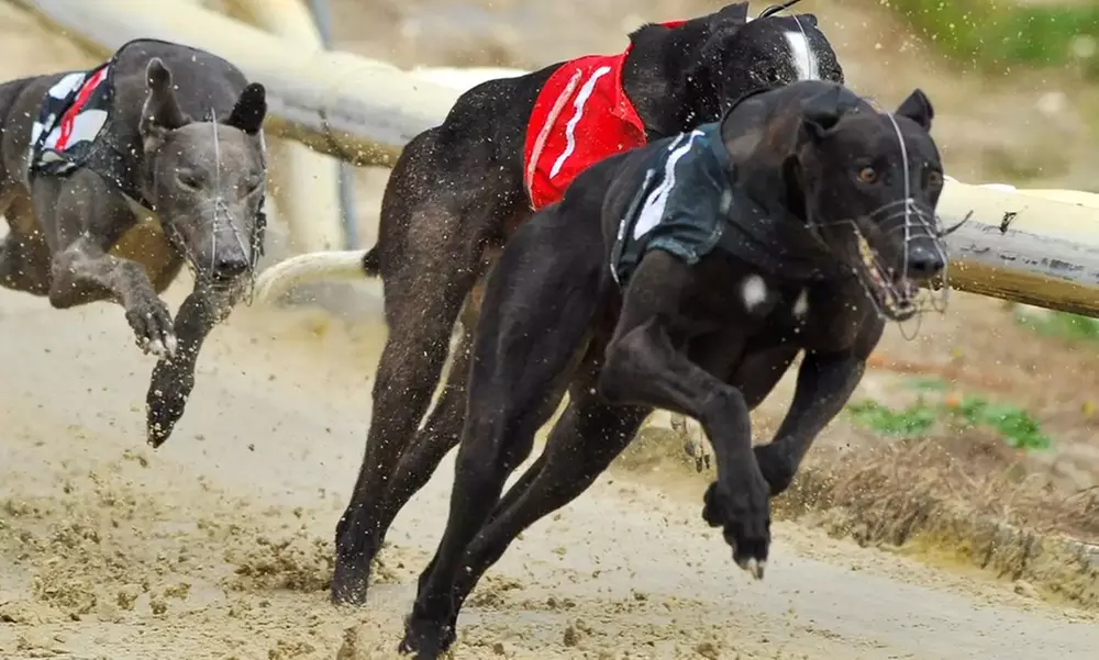 Grab tickets to Coral Brighton and Hove Greyhound Stadium (50% Off) - Primary Image