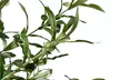 Pianta artificiale decorativa di ulivo, disponibile in varie misure - Image 6