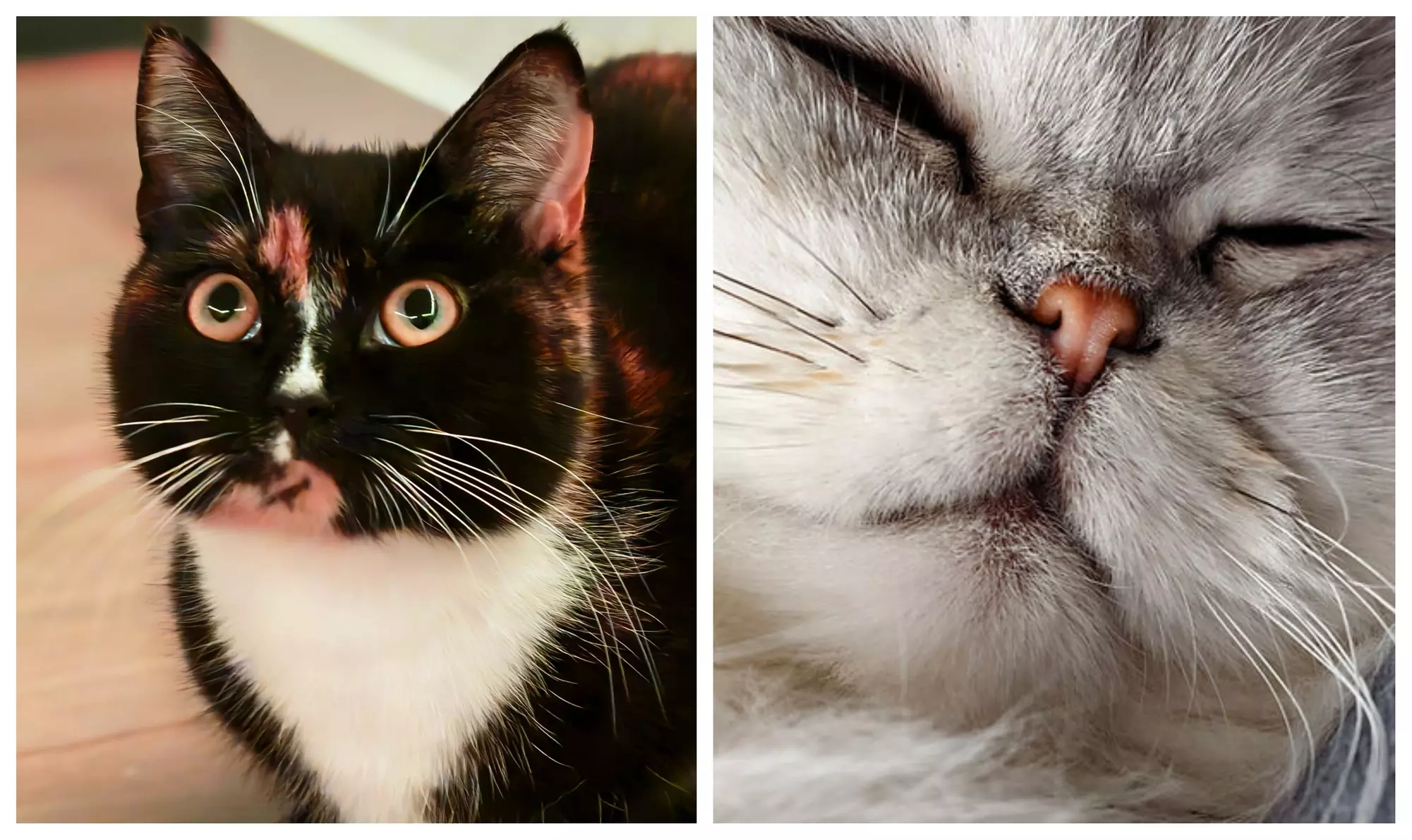 Cat Cafe! 90-Minutes Cat Lounge Entry & Drink & Freshly Baked Pastry