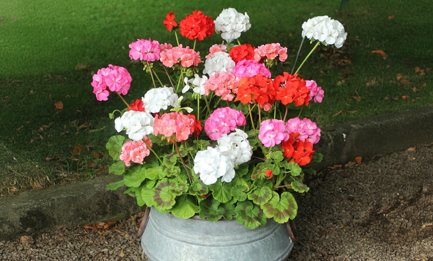 Image 4: 10 or 20 Geranium 'Parade Mix' Garden-Ready Plants