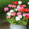 Image 4: 10 or 20 Geranium 'Parade Mix' Garden-Ready Plants