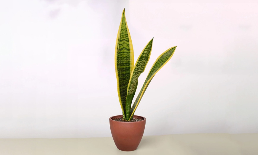 Image 9: Air Purifying Snake Plant 'Laurentii' from House Plant Shop with Free Shipping (Up to 15% Off)
