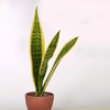 Image 9: Snake Plant 'Laurentii' in 3", 4", and 6" Sizes with Free Shipping (Up to 15% Off)