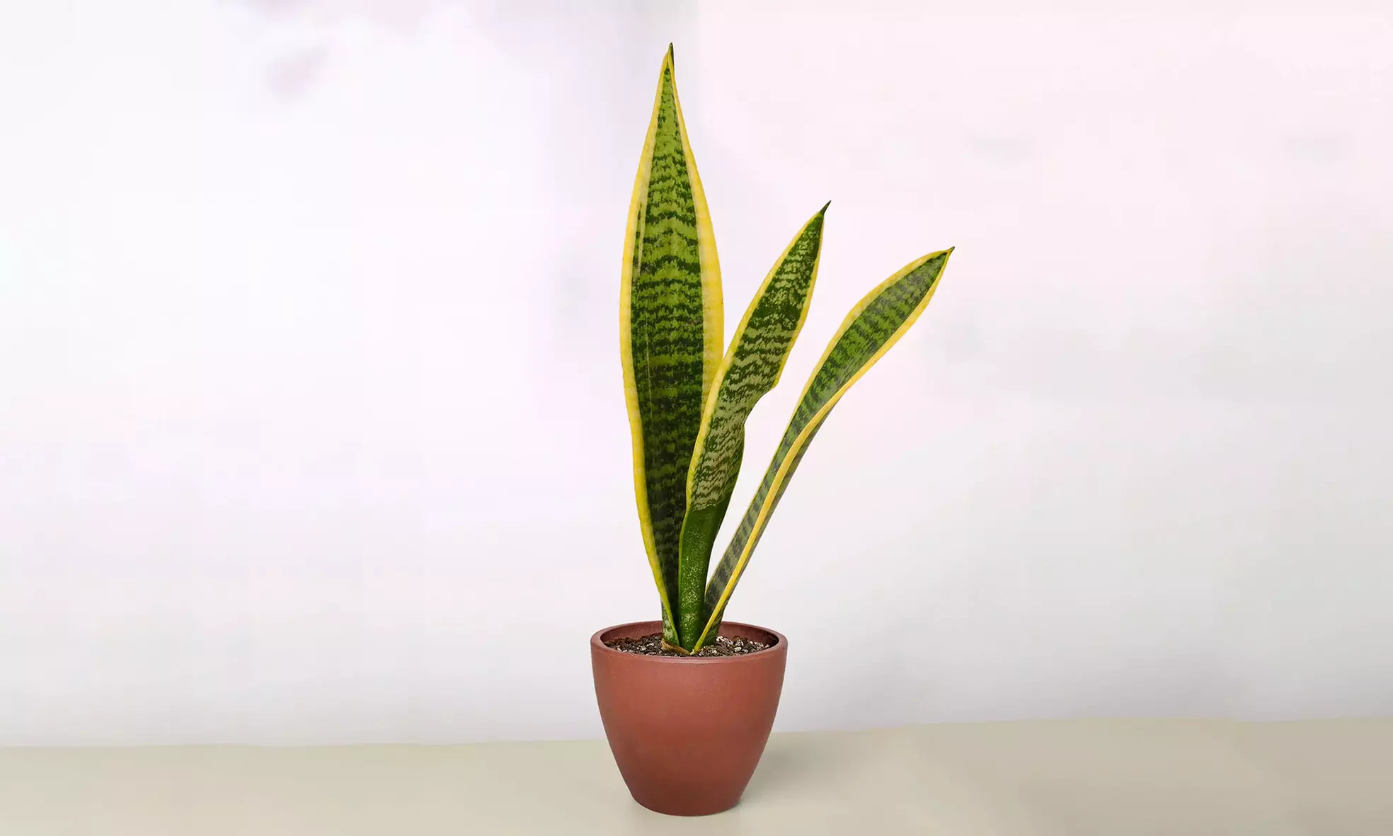 Air Purifying Snake Plant 'Laurentii' from House Plant Shop with Free Shipping (Up to 15% Off)