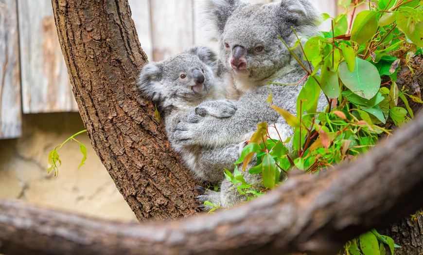 Image 4: Einzigartig wild: Tageskarten für den Zoo Duisburg