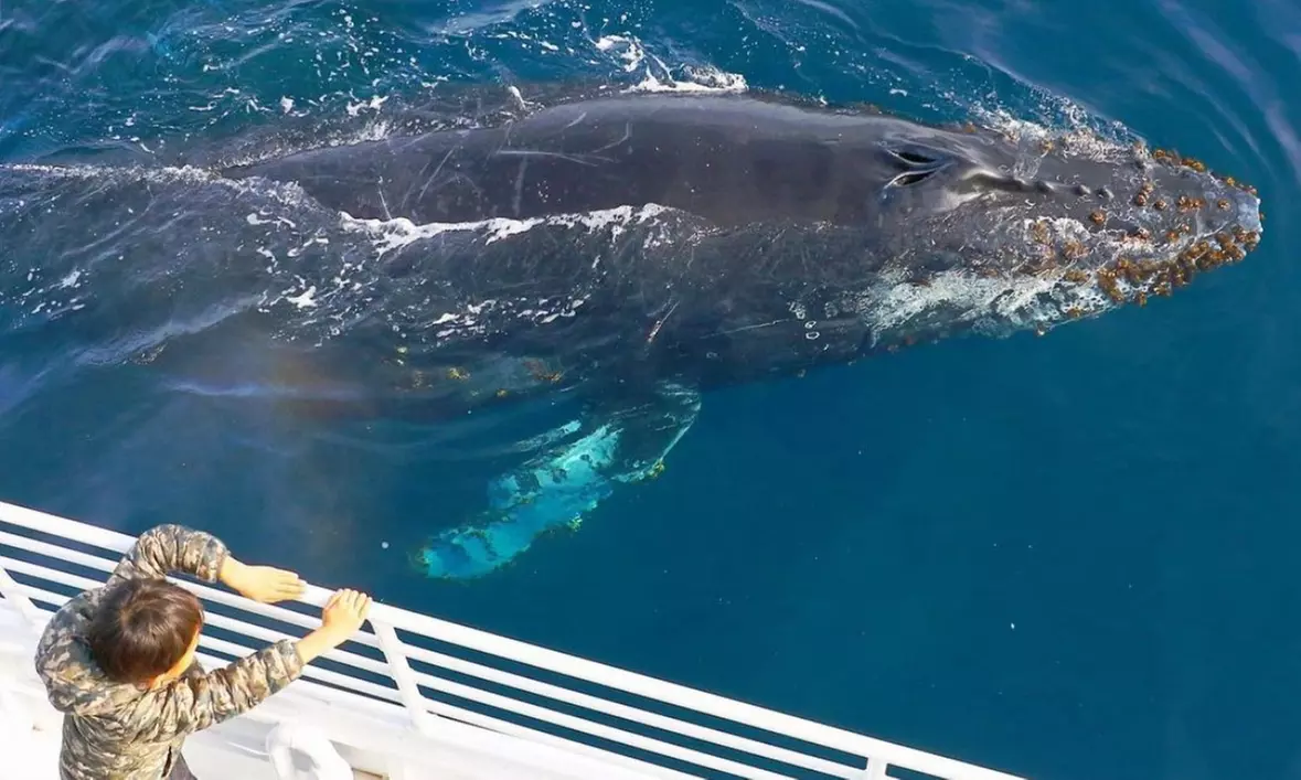 Up to 50% Off Whale Watching and Harbor Tours - Harbor Breeze