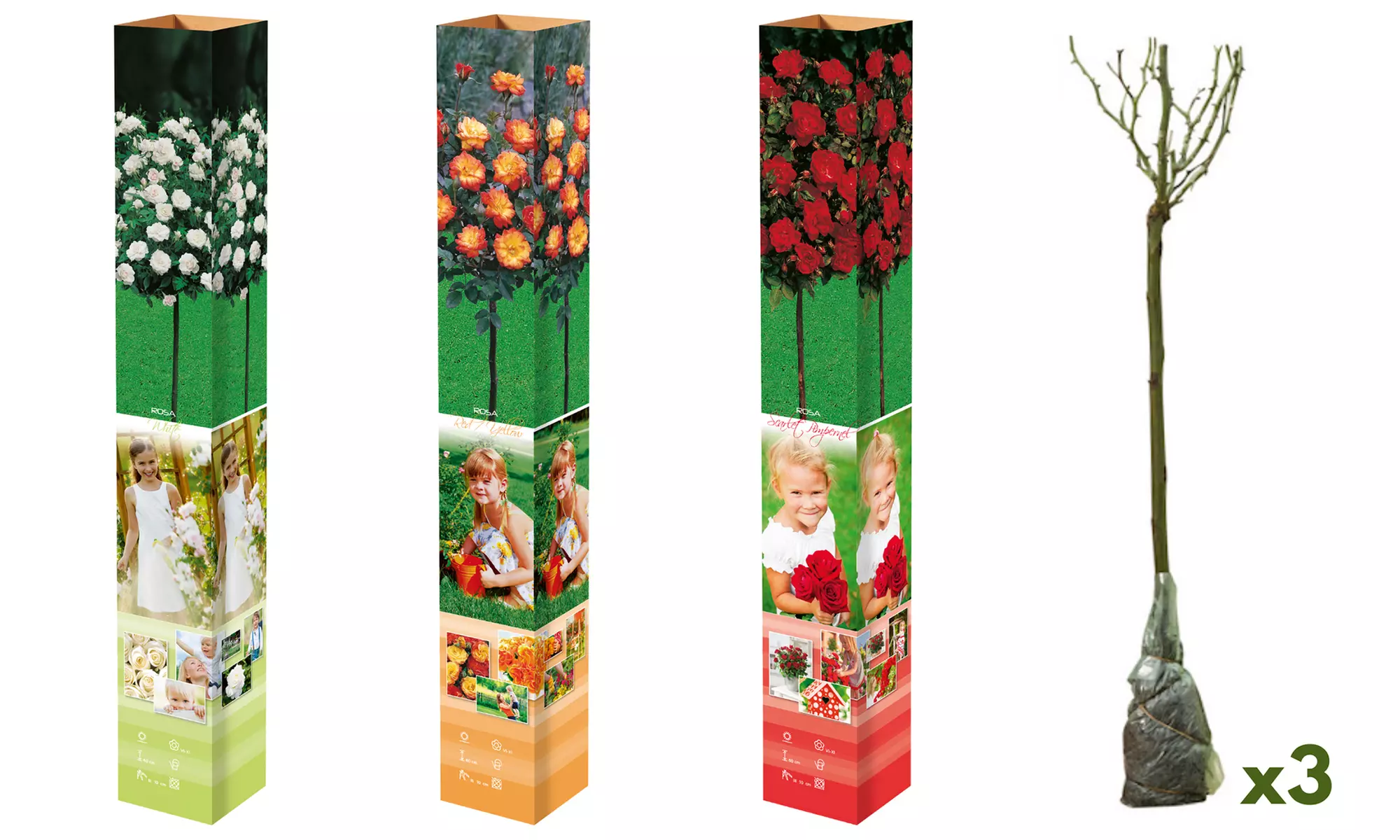 3er- oder 5er-Set Mini-Stammrosen in der Farbe nach Wahl - Primary Image