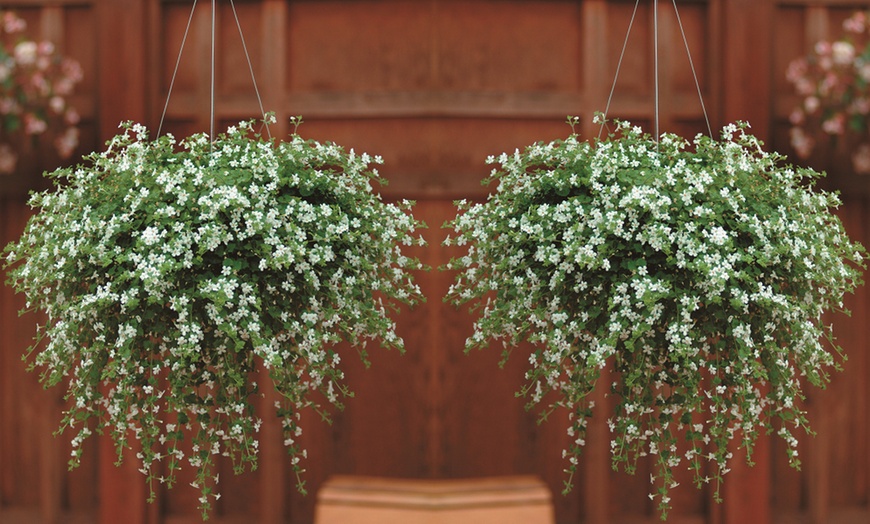 Image 13: Summer Flowering Cascading Basket Plants