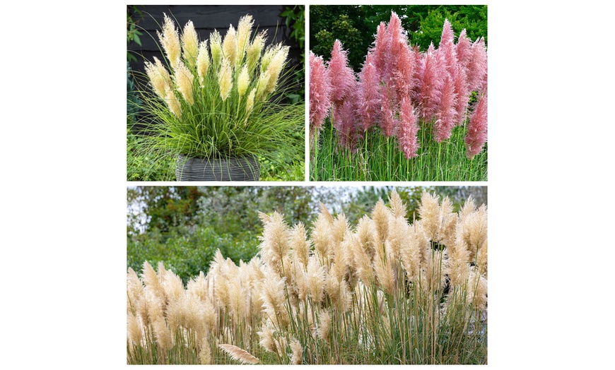 Image 1: YouGarden The Ultimate Pampas Grass Collection