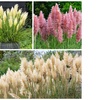 Image 1: YouGarden The Ultimate Pampas Grass Collection
