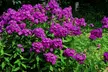 Mixed Phlox Paniculata 'Fragrant Collection' - 3 or 12 Plants - Image 7
