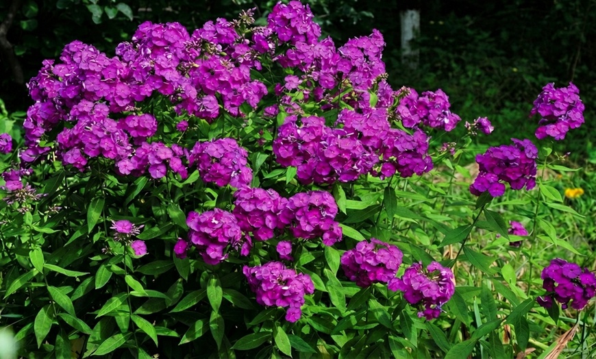 Image 7: Mixed Phlox Paniculata 'Fragrant Collection' - 3 or 12 Plants