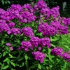 Image 7: Mixed Phlox Paniculata 'Fragrant Collection' - 3 or 12 Plants