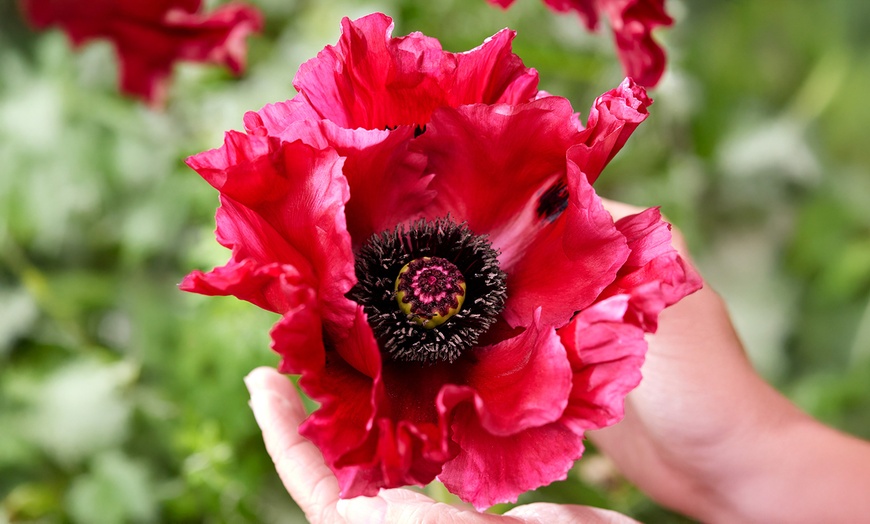 Image 4: Set van 6 rollen White Bear biologisch afbreekbare keukenrol 