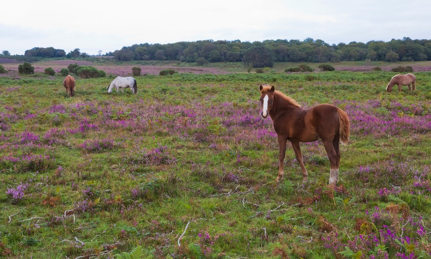 Image 10: New Forest: 1 or 2 Nights with Breakfast 