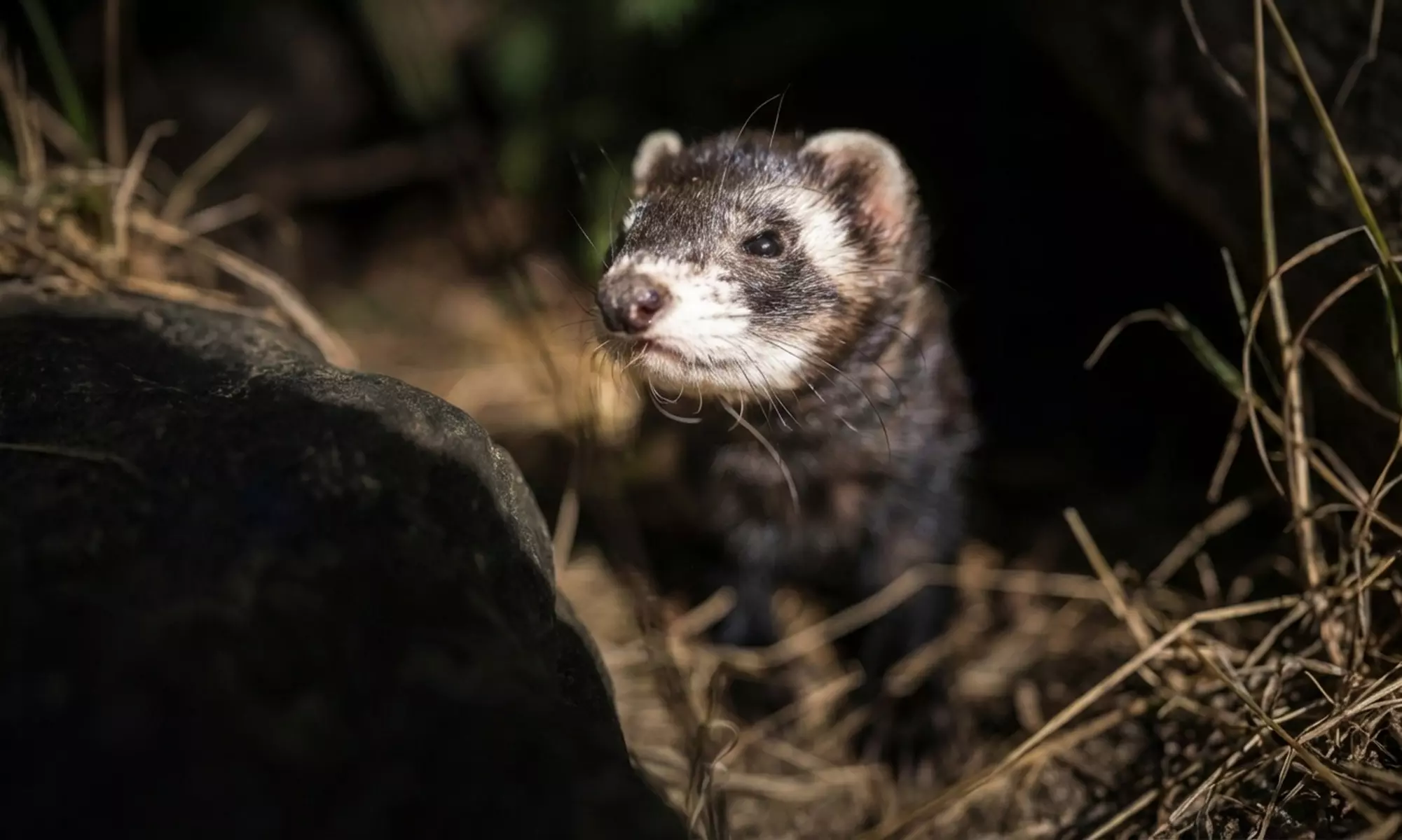 Entrée pour le Parc’Ours : balade nature et animaux des Pyrénées