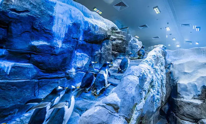 Entry to Dubai Aquarium, Underwater Zoo and Penguin Cove Zoo for One, Two or Four at RS Tourism (Up to 13% Off) - Primary Image